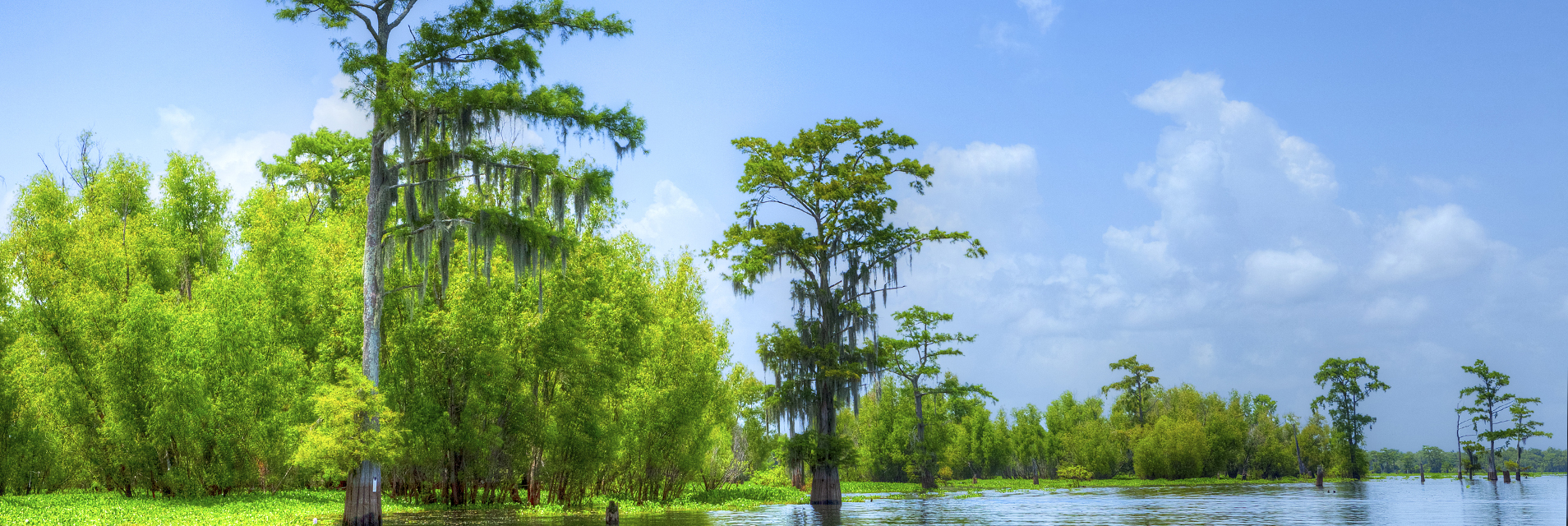 Wetlands